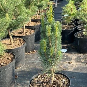 Pinus sylvestris Fastigiata C 15