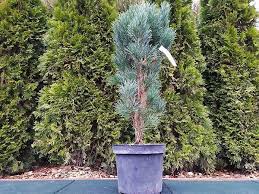 Pinus sylvestris Fastigiata C 5