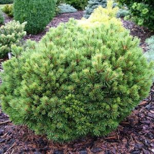 Pinus sylvestris Treasure