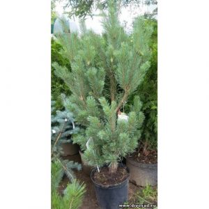 Pinus sylvestris Watereri C15