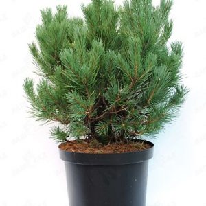 Pinus sylvestris Watereri C7 5