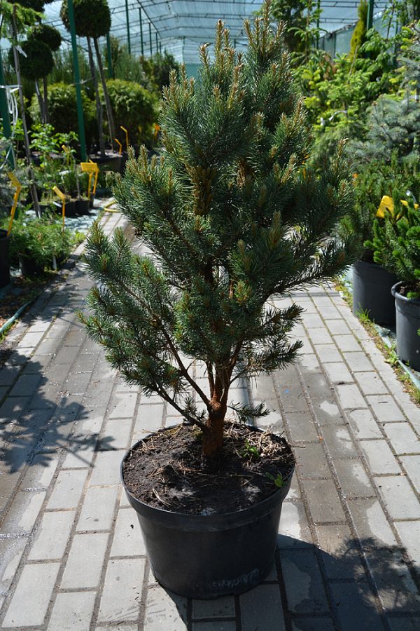 Pinus sylvestris WatereriC12