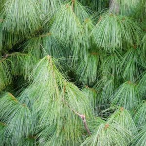 Сосна гімалайська - Pinus wallichiana
