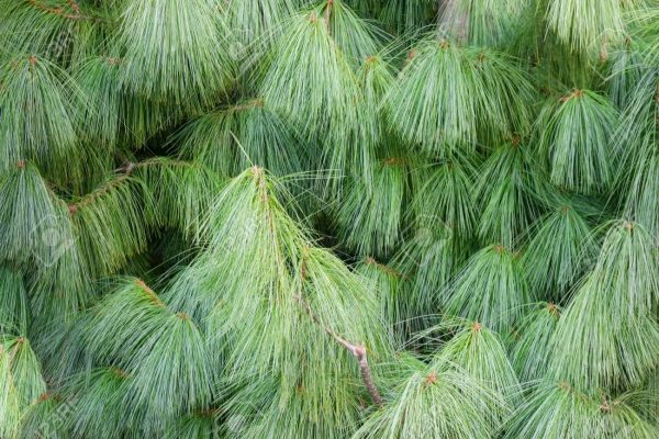 Сосна гімалайська - Pinus wallichiana
