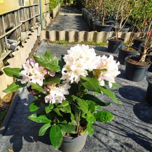 Рододендрон - Rhododendron (в асортименті) (висота H 40-50 см, горщик 5л)