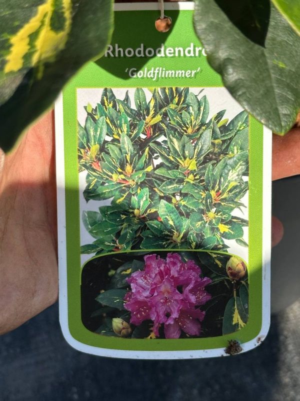 Рододендрон - Rhododendron (в асортименті) (висота H 40-50 см, горщик 5л)