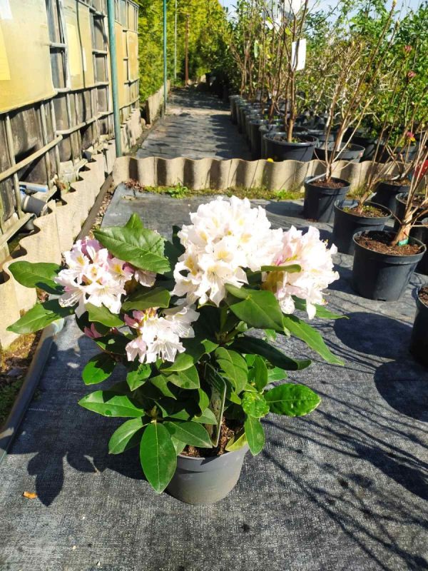 Рододендрон - Rhododendron (в асортименті) (висота H 40-50 см, горщик 5л)