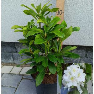 Rhododendron ( в асортименті )C3