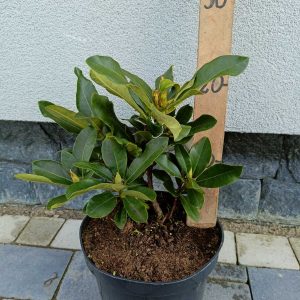 Рододендрон - Rhododendron
