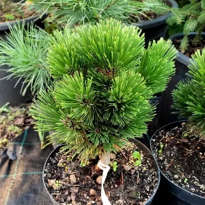Сосна - Pinus Heldreichii Pirin 1