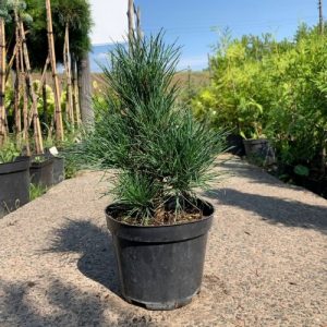 Сосна кедрова - Pinus cembra Pilar