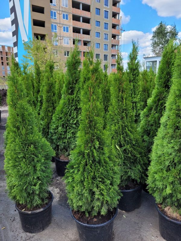 Туя західна - Thuja occidentalis Smaragd