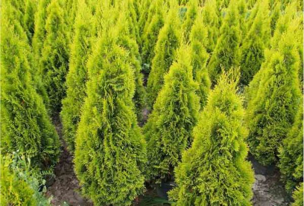 Туя західна - Thuja occidentalis Janed Gold