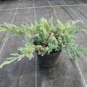 Ялівець лускатий - Juniperus squamata Blue Spider C10