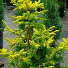 Ялина сербська - Picea omorika Golden Rain