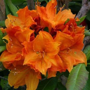 Азалія великоквіткова - Rhododendron hybrid