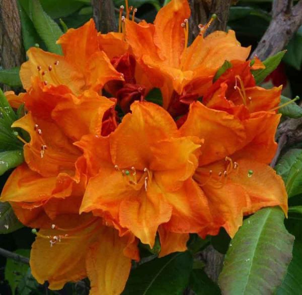 Азалія великоквіткова - Rhododendron hybrid