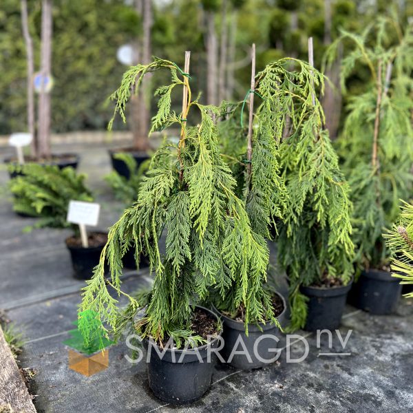 Кипарисовик нутканський - Chamaecyparis nootkatensis Pendula