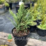 Кипарисовик тупий - Chamaecyparis obtusa Dilatush