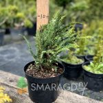 Кипарисовик тупий - Chamaecyparis obtusa Dilatush