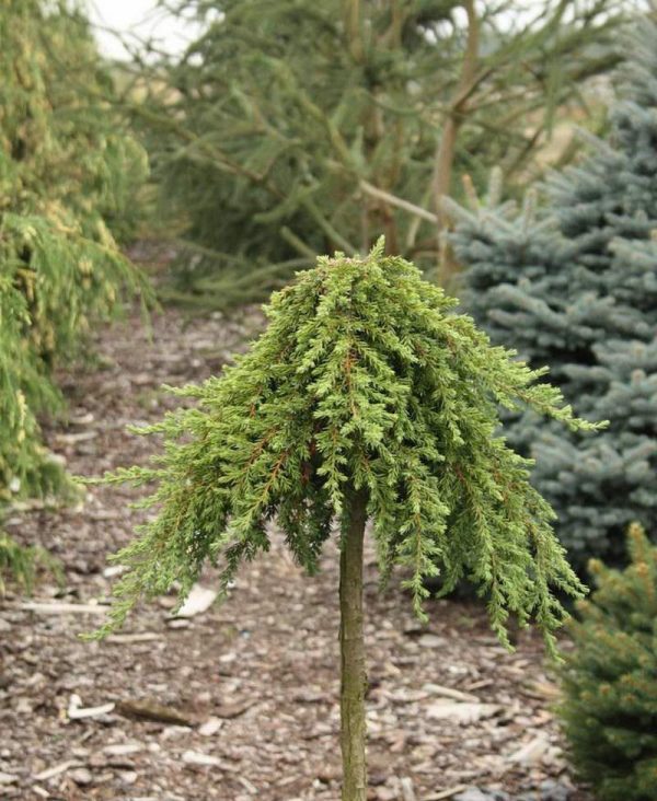 Ялівець звичайний - Juniperus communis Greenmantle Pa (на штамбі)
