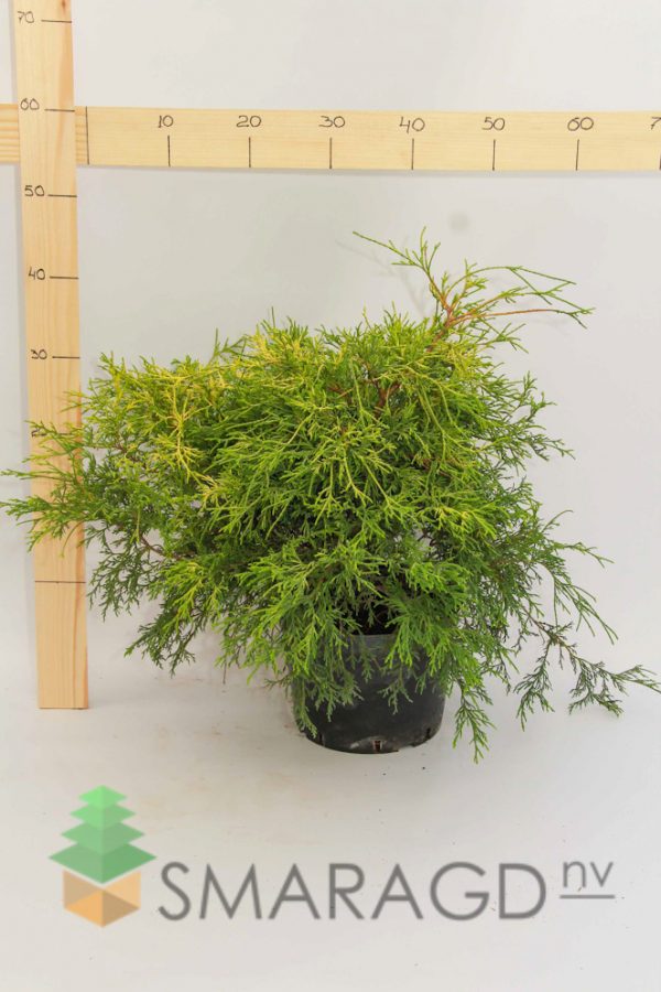 Кипарисовик горохоплідний - Chamaecyparis pisifera Filifera Aurea Nana
