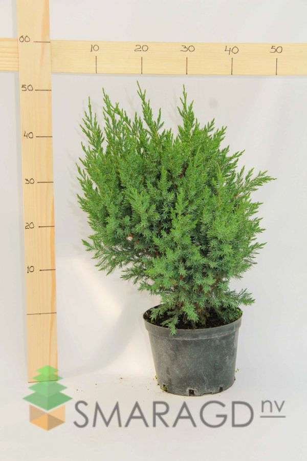 Ялівець китайський - Juniperus chinensis Stricta