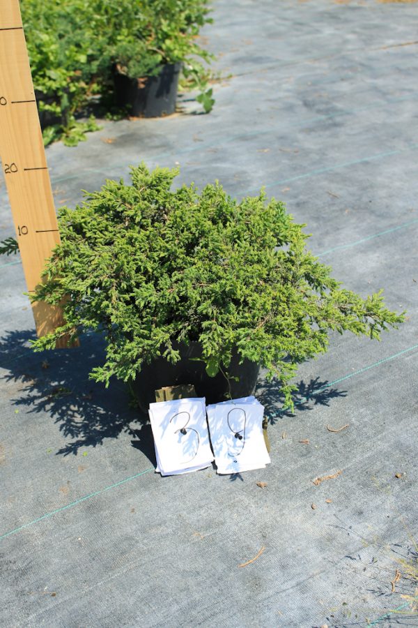Ялівець звичайний - Juniperus communis Green Carpet