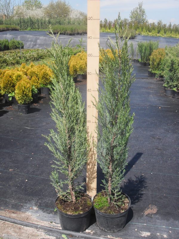 Ялівець скельний - Juniperus scopulorum Blue Arow