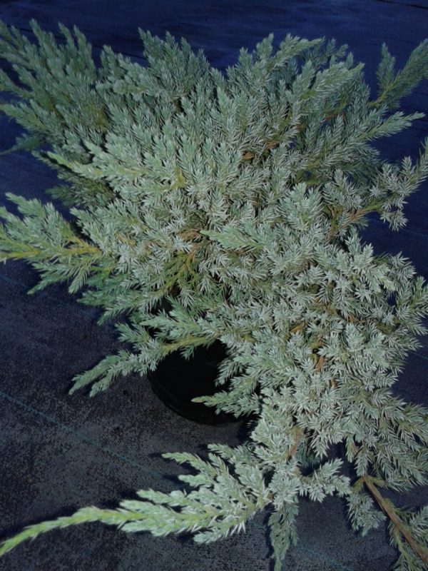 Ялівець лускатий - Juniperus squamata Blue Carpet