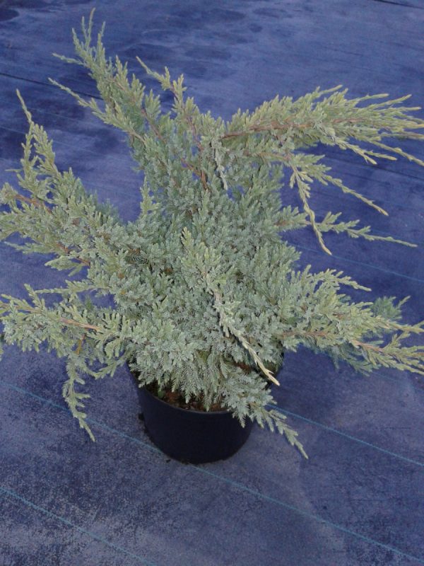 Ялівець лускатий - Juniperus squamata Holger