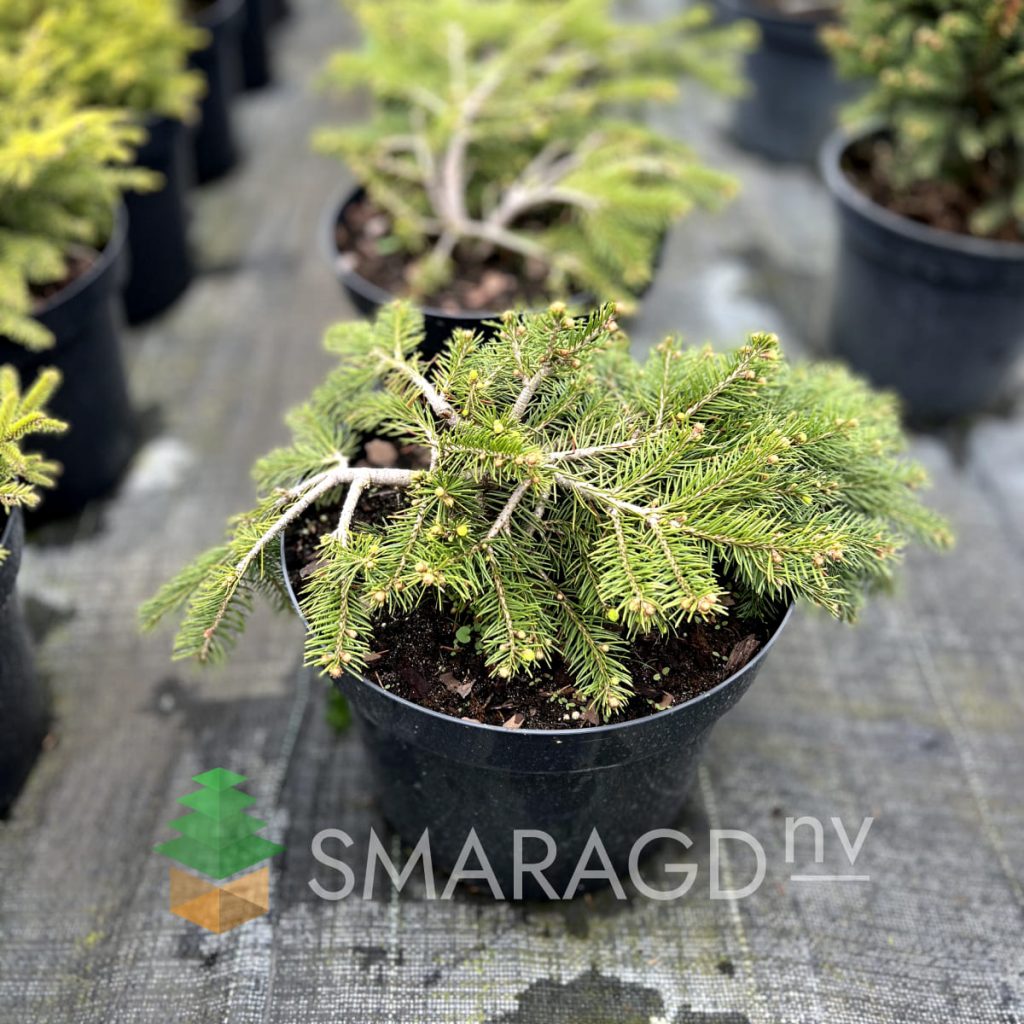 picea-abies-formanek-1-