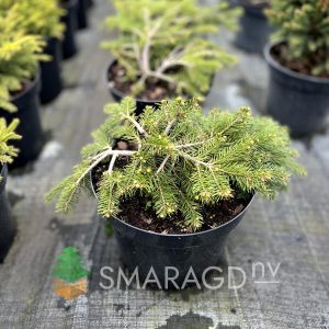 Ялина звичайний - Picea abies Formanek