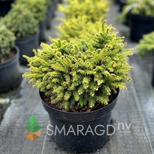 Ялина звичайна - Picea abies Nidiformis