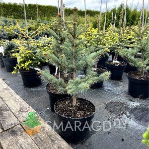 Ялина Драконова – Picea asperata Spring Red