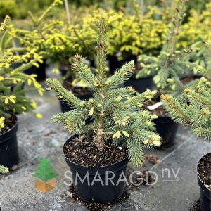 Ялина Енгельмана – Picea engelmannii Glauca