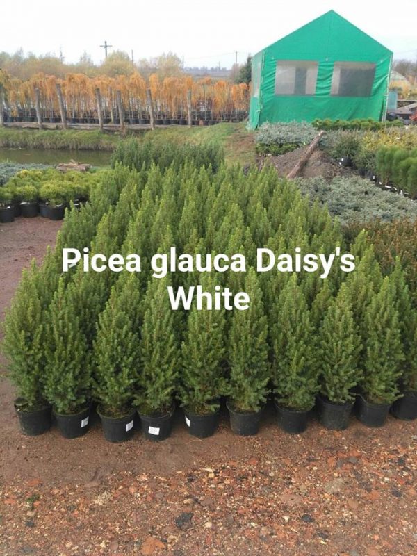 picea glauca Daisys White