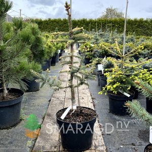 Ялина маріана – Picea Mariana Aurea
