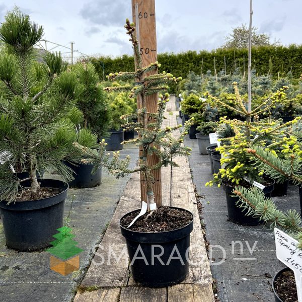 Ялина маріана – Picea Mariana Aurea