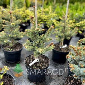 Ялина колюча – Picea pungens Maigold