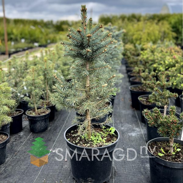 Ялина колюча - Picea pungens Super Blue Seedling (SBS) (на штамбі) (висота Pa 40-80 см, горщик 7.5л)