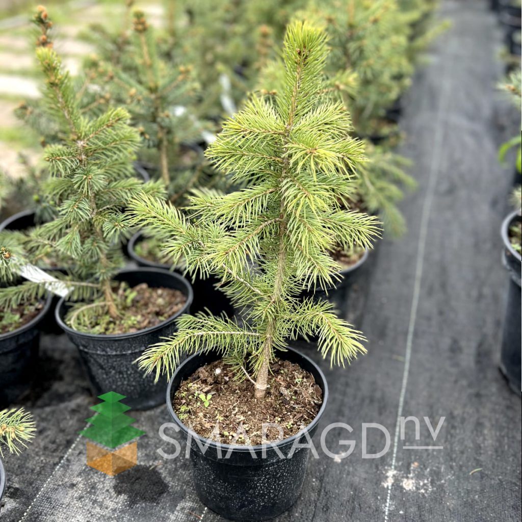 Ялина колюча - Picea pungens Super Blue Seedling (SBS) (висота H