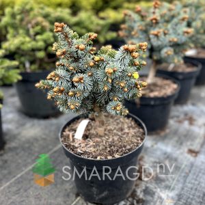 Ялина ситхінська – Picea sitchensis Silberzwerg