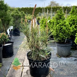 Сосна густоквіткова - Pinus densiflora Burkes Red Variegated