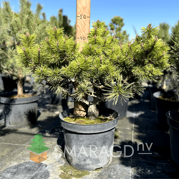 Сосна густоквіткова - Pinus densiflora Jane Kluise