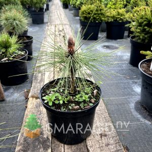Сосна Джефрея - Pinus jeffreyi Joppi