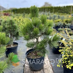 Сосна білокора - Pinus leucodermis Compact Gem