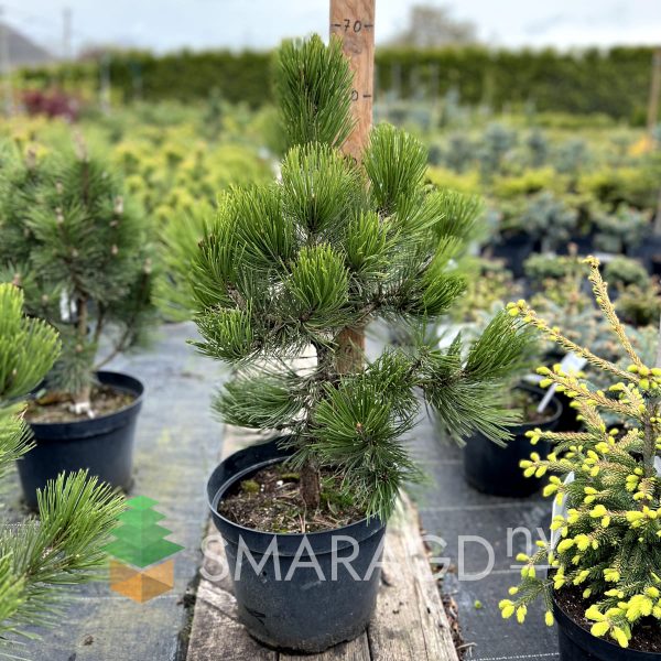 Сосна білокора - Pinus leucodermis Compact Gem