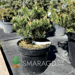 Сосна гірська - Pinus mugo Mini Mops