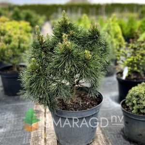 Сосна гірська - Pinus mugo Varella